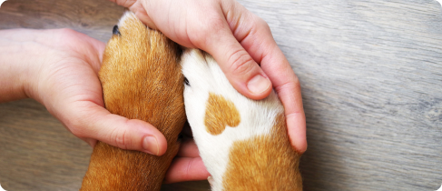 Страхование домашних животных от несчастного случая